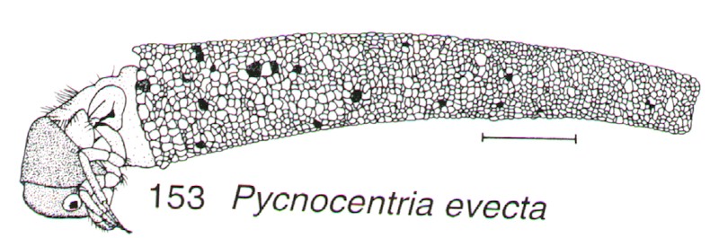 Caddis case constructed of sand grains