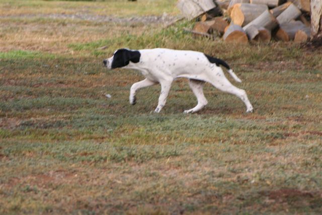 Indy 4.5 mnths