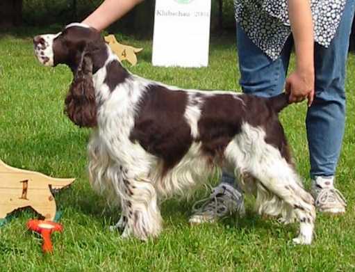 Sully 5 yrs