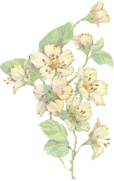 yellow flowers
