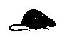 muskrat.gif (216 bytes)