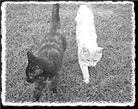 Barn Kitties