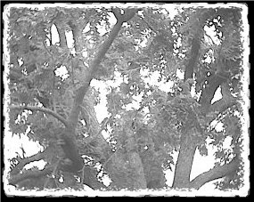 Ground View of Tree