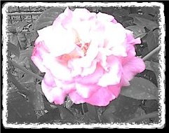 Chrystie's Rose