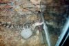 Baby Alligator