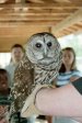 Barred Owl