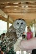 Barred Owl