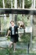 Barred Owl Arrival