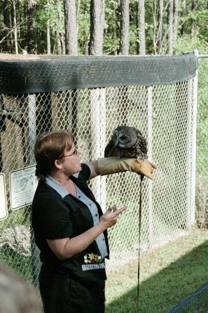 Barred Owl Lesson