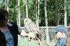 Barred Owl Demo