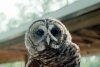Barred Owl Closeup