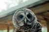 Barred Owl Closeup