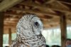 Barred Owl Closeup