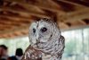 Barred Owl Closeup