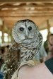 Barred Owl Closeup