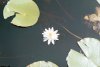 Lilly Pad with Flower