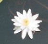 Water Lilly Flower
