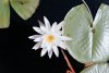 Lilly Pad with Flower
