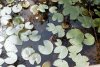 Lilly Pads