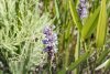 Purple Flower