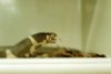 Snake Eating Mouse