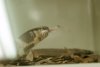 Snake Eating Mouse
