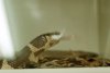 Snake Eating Mouse