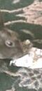 the easter bunny gets peckish and eats all the chocolate