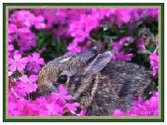 Baby Bunny