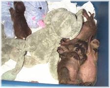 Approximately 8 days old