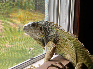 Enjoying freedom!! You can see how thin she was even a week later.