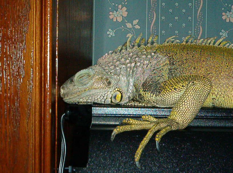 Sleeping on old cage!