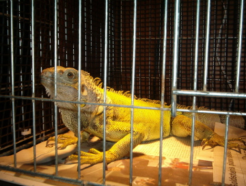 I put her in this cage to show you how small it really was for her.  It was a rabbits cage!!  You can see how she got the bruises on her face from pushing on the cage.