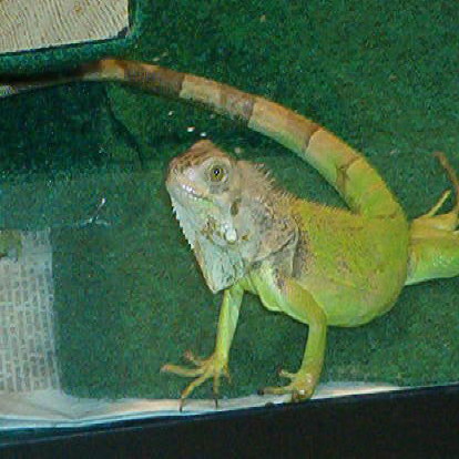 Frankie in 30 gallon tank.