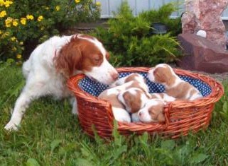 The puppies! Cute, aren't they?