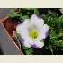 White Flower