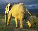 Elephant Photo
