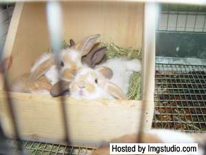 Hanging out in the Litter Box!