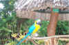 bahamaweb21.jpg (386057 bytes)