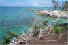 bahamaweb26.jpg (344241 bytes)