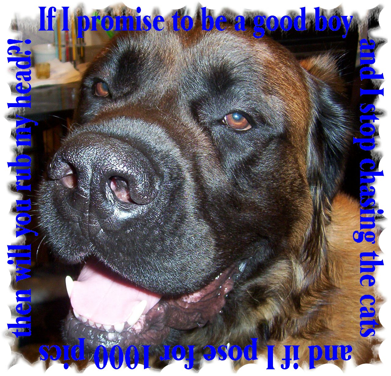 Brutus