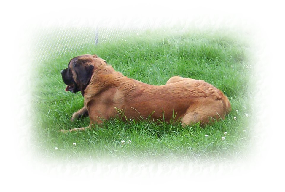 Brutus
