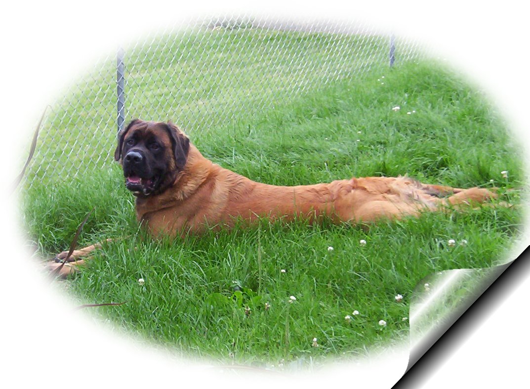 Brutus