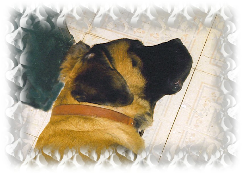Brutus