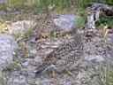 Lassen_Experience-0145-Warner_Valley-Blue_Grouse.JPG
