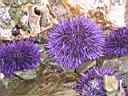 Seashore_Adventures-0025-Tidepooling-Purple_Sea_Urchins.JPG