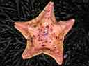 Seashore_Adventures-0033-Tidepooling-Bat_Star.JPG