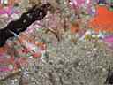 Seashore_Adventures-0104-Tidepooling-Hermissenda.JPG
