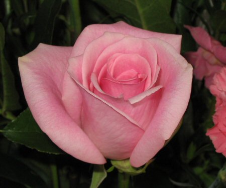 pink rose