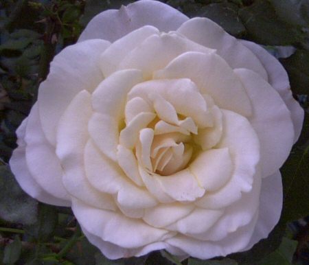 pretty rose